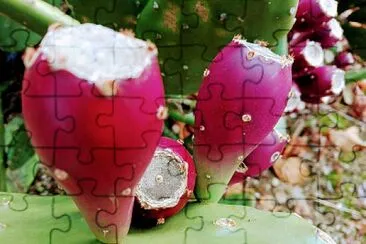 CACTUS jigsaw puzzle