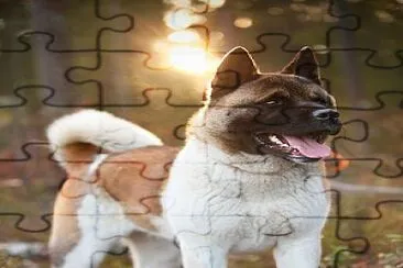 פאזל של AKITA