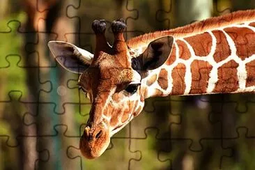 X jigsaw puzzle