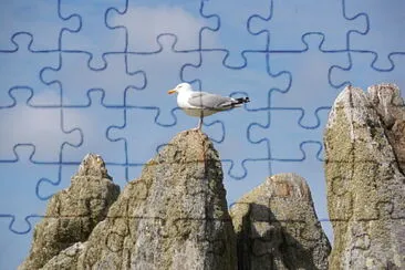 goeland jigsaw puzzle