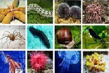 ANIMALES INVERTEBRADOS jigsaw puzzle