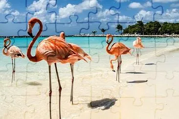 Flamands roses sur une plage