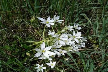 פאזל של Fiori di campo