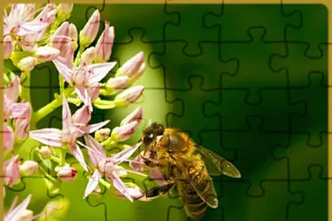 Abeille jigsaw puzzle