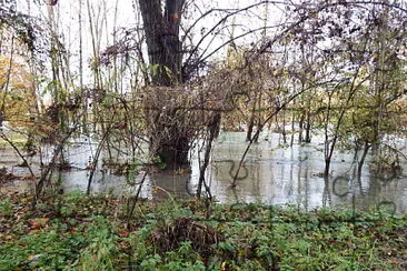 bosco invaso dall 'acqua