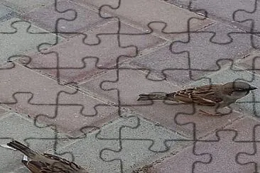 dror jigsaw puzzle