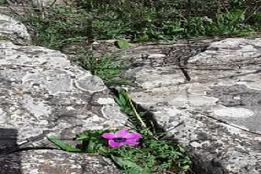 flower between rocks jigsaw puzzle