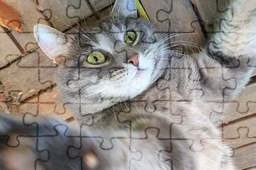 Gatto che fa un selfie jigsaw puzzle