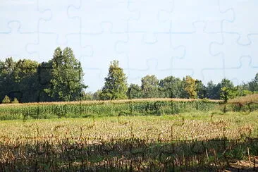 campi di granoturco jigsaw puzzle