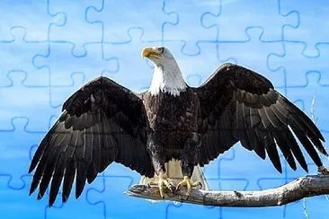 Aguila real jigsaw puzzle