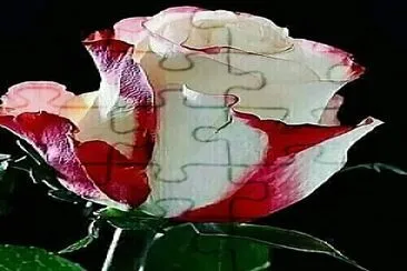 rose jigsaw puzzle