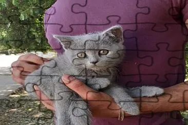 cat jigsaw puzzle