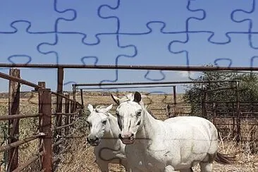 horses jigsaw puzzle