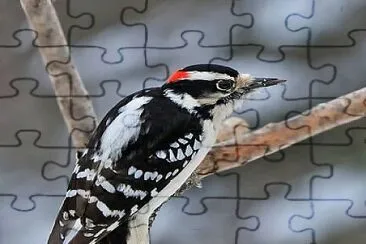 oiseau jigsaw puzzle