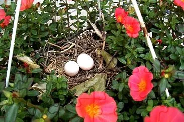 Nest   Eggs