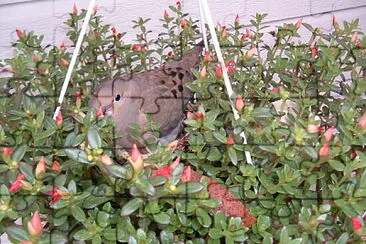 Palomina in Flower Pot jigsaw puzzle