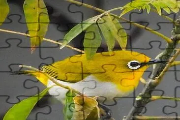 פאזל של oiseau