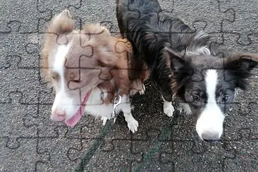 Border collies jigsaw puzzle