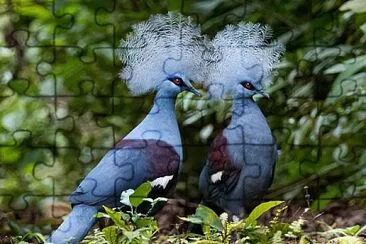 oiseau jigsaw puzzle