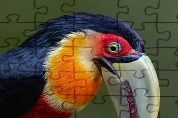 oiseau jigsaw puzzle