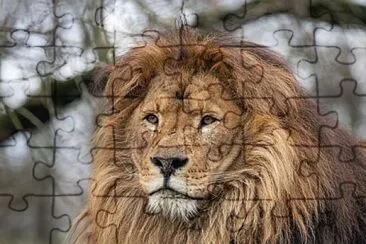 lion