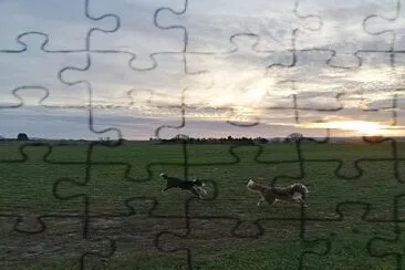 Border Collies running jigsaw puzzle