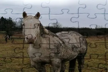 Muddy quarter horse jigsaw puzzle