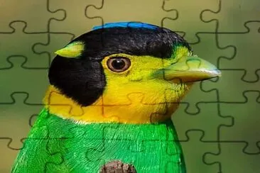 oiseau jigsaw puzzle