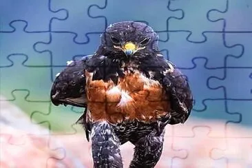 oiseau jigsaw puzzle