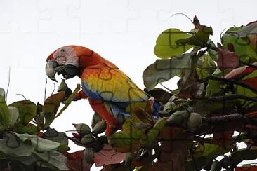 GUACAMAYO