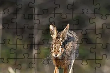 animal jigsaw puzzle