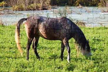 cavallo al pascolo jigsaw puzzle