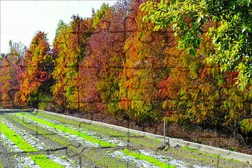 פאזל של 風景