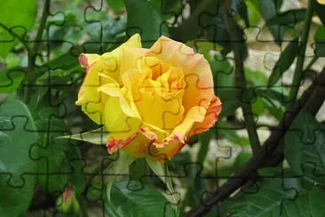 Rose bicolore jigsaw puzzle