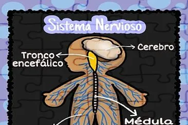 Sistema Nervioso jigsaw puzzle