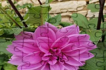 פאזל של Dahlia mauve