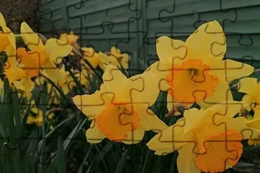 Jonquilles jigsaw puzzle