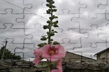 Rose Trémière jigsaw puzzle