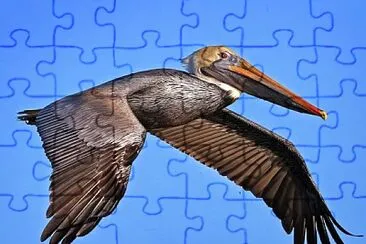 oiseau jigsaw puzzle