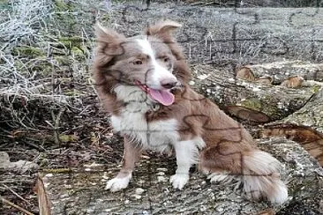 פאזל של Border collie lilac