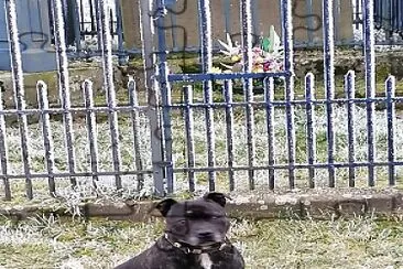 Staffy jigsaw puzzle