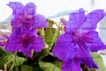 FLORES jigsaw puzzle