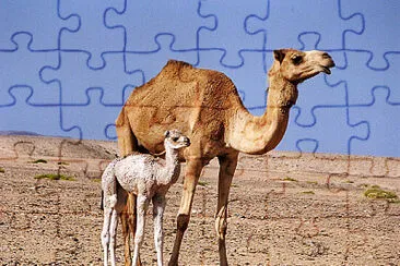 Puzzle cammello jigsaw puzzle