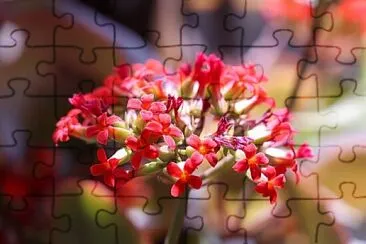 OK jigsaw puzzle