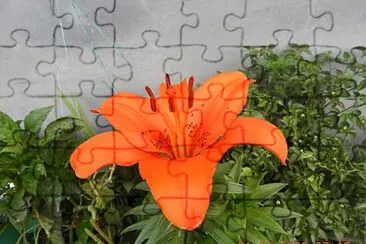 FLORES jigsaw puzzle