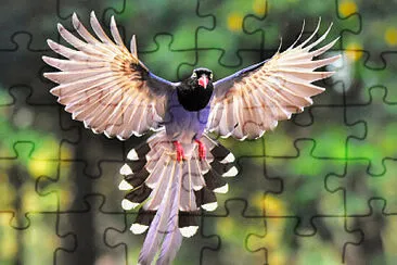 פאזל של Magpie