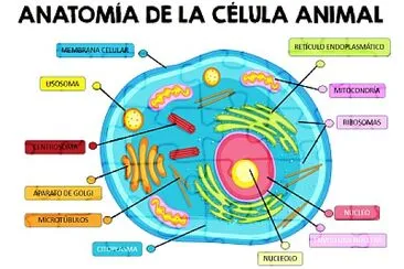 פאזל של Célula y niveles de organización