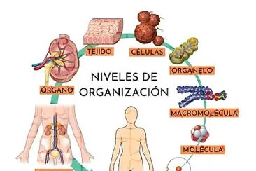 Las células tienen diferentes tipos de funciones y se organizan en niveles jigsaw puzzle