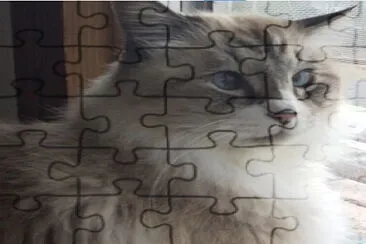 可愛い猫 jigsaw puzzle