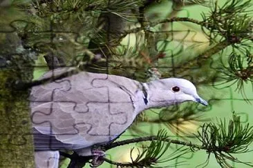 oiseau jigsaw puzzle